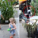 ‘Massacre’ as mystery monster uproots sidewalk corn garden planted by NYC kids