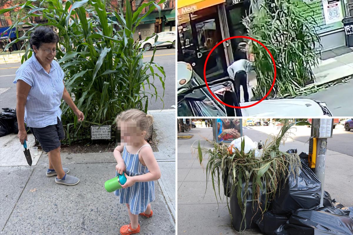 ‘Massacre’ as mystery monster uproots sidewalk corn garden planted by NYC kids