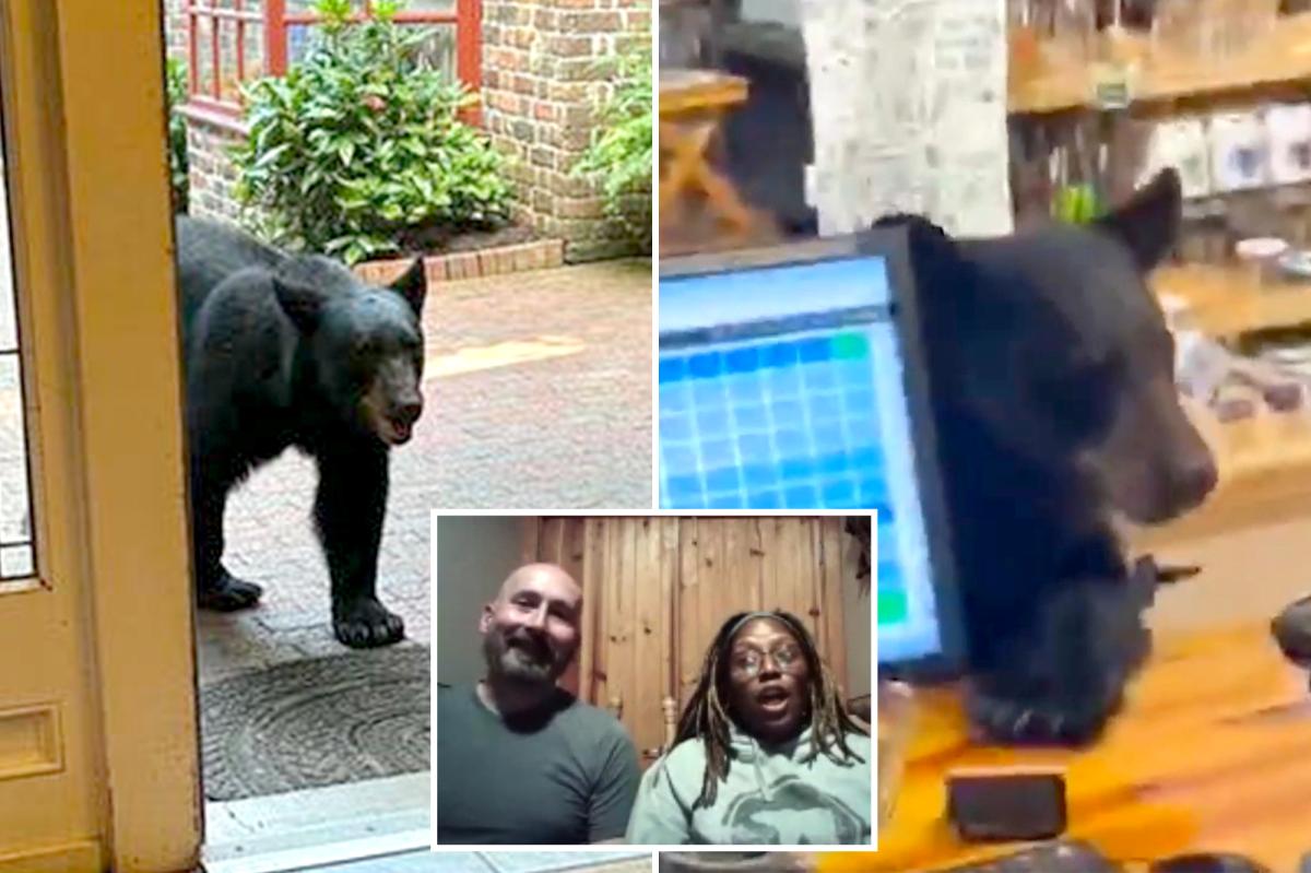 Bear crashes couple’s anniversary getaway, rummages through Tennessee tea shop before jumping on counter
