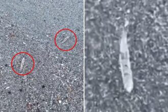 Mysterious clear ‘jumping sticks’ spotted in waters along Florida’s Space Coast baffle beachgoers
