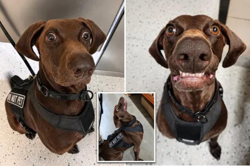 Texas airport dog ‘Bolt’ declared TSA’s ‘cutest canine’ — as viral pooch steals internet’s hearts