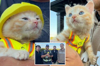 Kitten goes viral for getting rescued by construction workers — now dons her own vest and hard hat