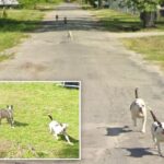 Chilling Google Maps images captured where man was killed by pack of dogs