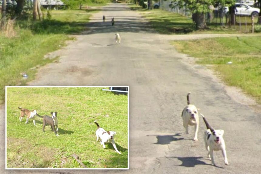 Chilling Google Maps images captured where man was killed by pack of dogs
