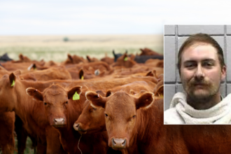 Texas man allegedly bought 77 head of cattle with bad checks totaling over 9K: sheriff