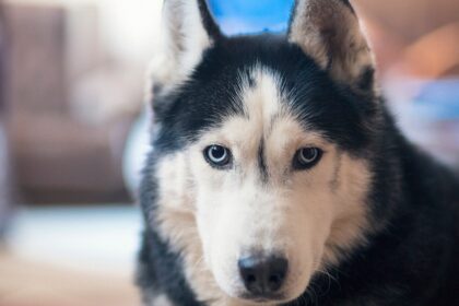 Deadliest animal in every US state revealed, from moose and bears to dogs