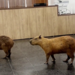 Capybaras crash Brazilian lawmakers’ voting session and steal the show