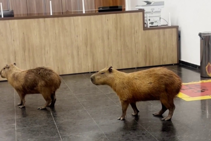 Capybaras crash Brazilian lawmakers’ voting session and steal the show