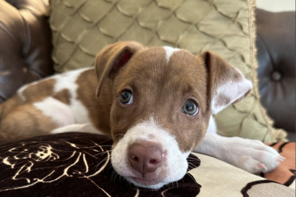 How to Turn Your Favorite Pet Photos Into Cute iPhone Emoji in 4 Easy Steps