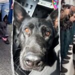Heroic Florida K-9 returns to sheriff’s office days after being shot protecting 3 deputies, losing leg