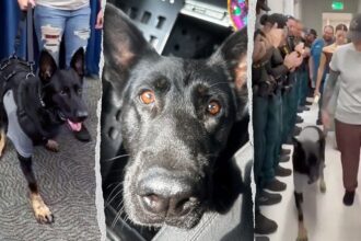 Heroic Florida K-9 returns to sheriff’s office days after being shot protecting 3 deputies, losing leg