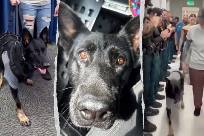 Heroic Florida K-9 returns to sheriff’s office days after being shot protecting 3 deputies, losing leg