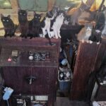 Police rescue 60 cats and kittens from abandoned sailboat off Washington beach after 6-day operation