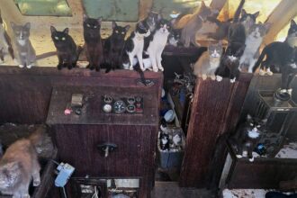 Police rescue 60 cats and kittens from abandoned sailboat off Washington beach after 6-day operation