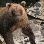 Alaska runner hospitalized after using bear spray to fight off brown bear on Alaska trail