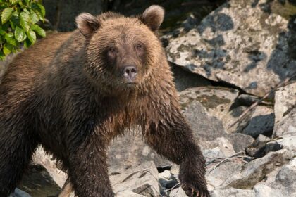 Alaska runner hospitalized after using bear spray to fight off brown bear on Alaska trail