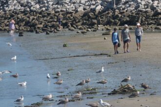 Shark sightings surge along southern Maine coast as experts explain what’s driving the spike