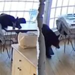 Colorado family wakes up to bear eating breakfast in kitchen
