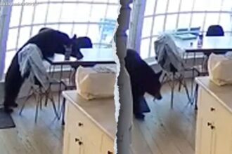 Colorado family wakes up to bear eating breakfast in kitchen