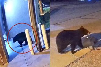 Sneaky black bear caught on camera stealing bag from Colorado fire station