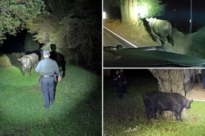 Late-night bull run ends with a little cowboy know-how on busy California highway