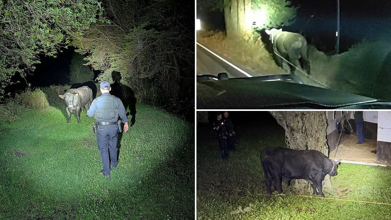 Late-night bull run ends with a little cowboy know-how on busy California highway