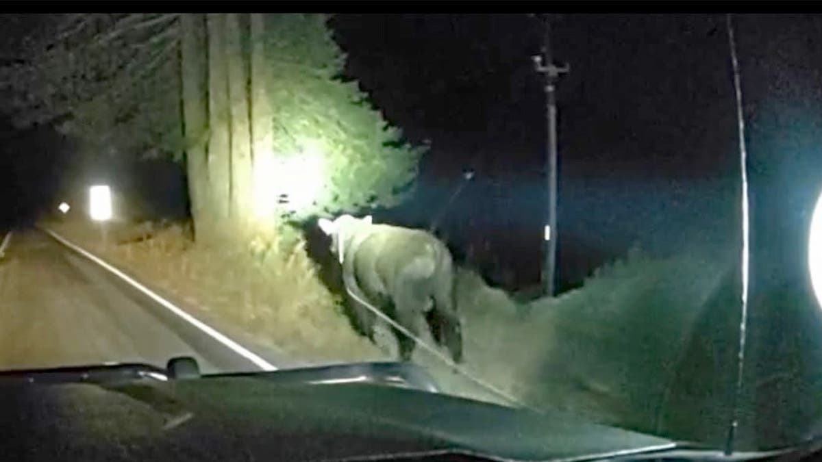 A loose bull on a highway in California