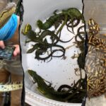 69 live animals found stuffed in pillowcases in hidden car compartment after border arrest: Feds