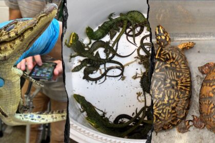 69 live animals found stuffed in pillowcases in hidden car compartment after border arrest: Feds