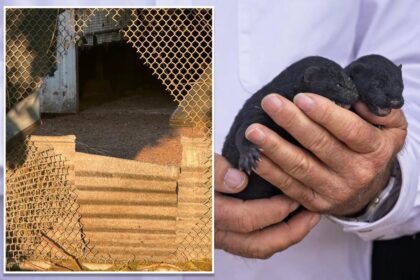 1,500 mink escape from Oregon farm after fence is cut open reportedly by extremist animal rights group