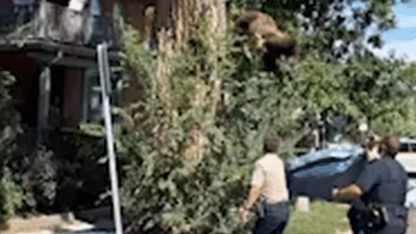 WATCH: Young bear takes rough tumble from Denver tree after wildlife officers tranquilize it
