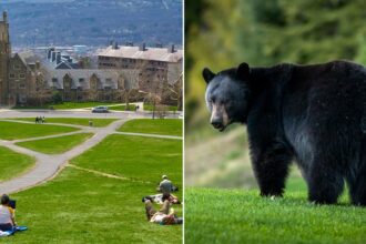 Cornell bans bear butchering after students carved up creature in dorm kitchen