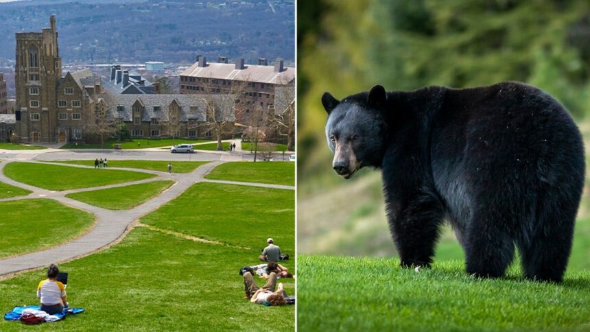 Cornell bans bear butchering after students carved up creature in dorm kitchen
