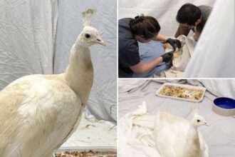 Shelter gives update on health of beloved peacock ‘Sugar’ after brutal mailman attack