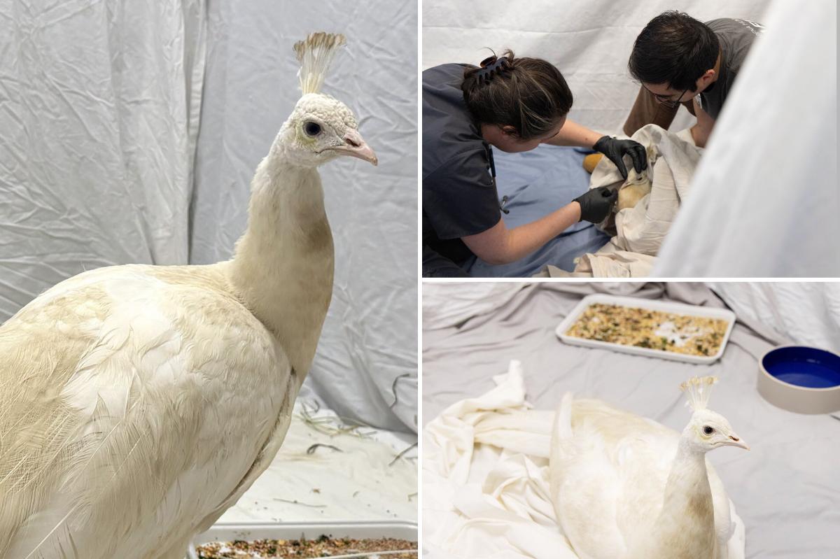 Shelter gives update on health of beloved peacock ‘Sugar’ after brutal mailman attack