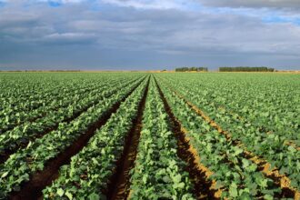 America’s favorite vegetable under major threat of looming California droughts: new research