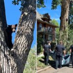 Young bear takes rough tumble from Colorado tree after wildlife officers tranquilize it