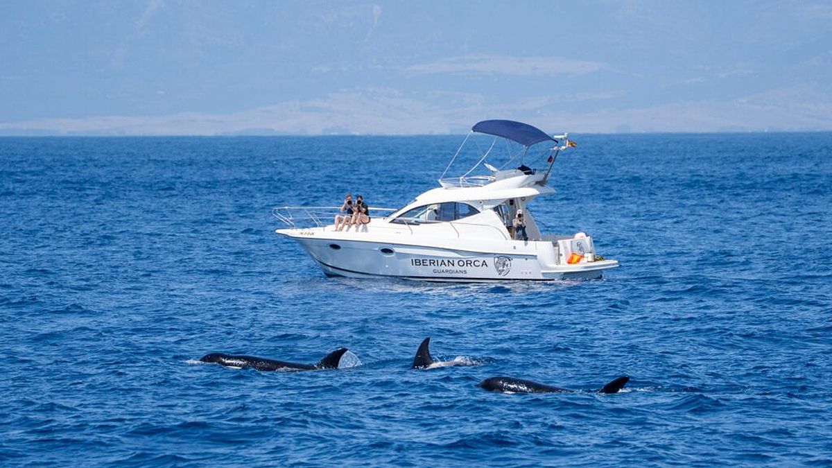 Three Iberian orcas swim near an Iberian Orca Guardians boat in the Strait of Gibraltar