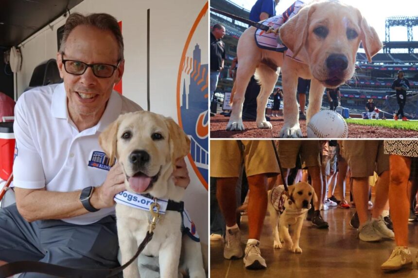Meet the adorable and fluffy heir to Howie Rose’s legacy already taking over Citi Field