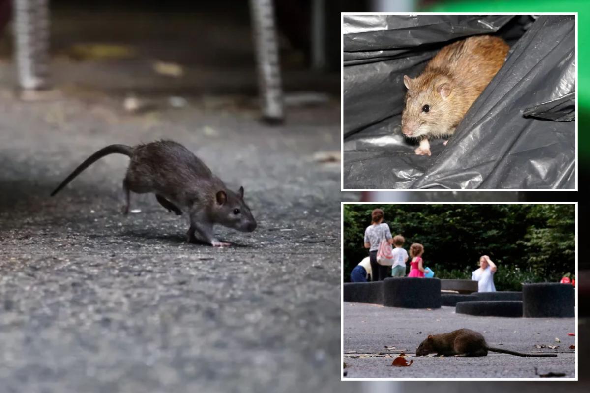 Exclusive | NYC ramps up war against rats with new, 14-day inspection rules after 311 complaints