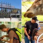 LA Zoo set for another price hike— as visitors vanish and crisis looms