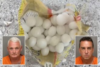 Florida business owners allegedly scattered 1,500 mothballs on beach to scare off endangered birds