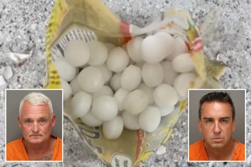 Florida business owners allegedly scattered 1,500 mothballs on beach to scare off endangered birds
