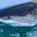 Great white shark Percy pings 14 miles from Long Island coast