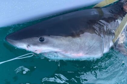 Great white shark Percy pings 14 miles from Long Island coast