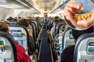 New hypoallergenic peanuts could bring the salty snacks back to airplanes and school cafeterias