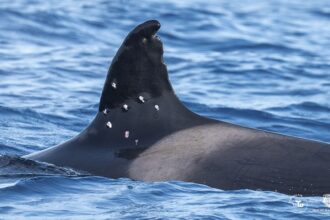 One of world’s oldest orca whales found with possible shotgun wounds as officials launch investigation
