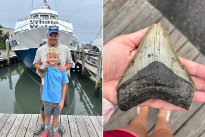 Massive tooth of 3.6M-year-old megalodon — largest shark to ever live — discovered on Jersey Shore