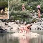 Moose gets shockingly close to Colorado swimmers: video
