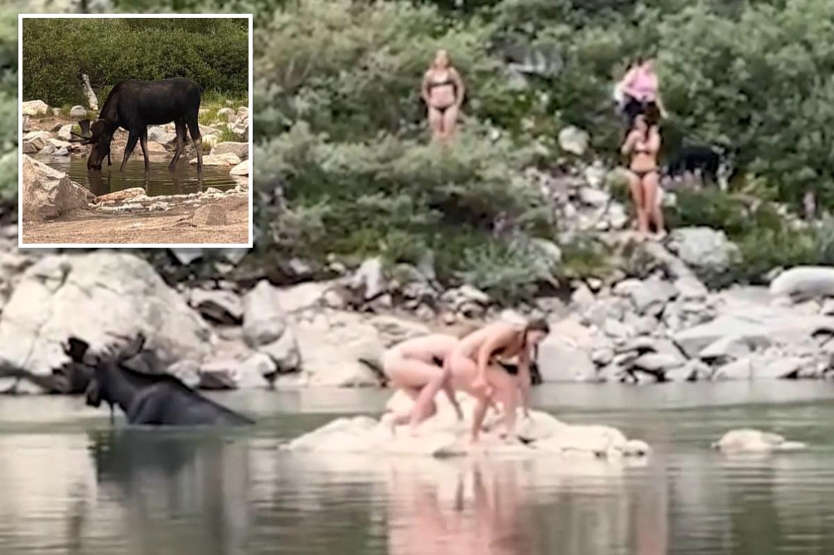Moose gets shockingly close to Colorado swimmers: video